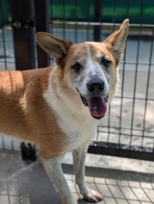 Meet Coco the lovable Lab mix on a quest for a home where he can bask in the joys of