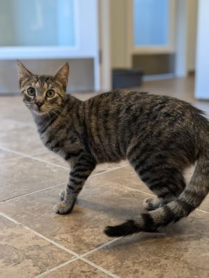 Meet Lilly Rose the spirited 1-year-old female domestic shorthair with a heart full of curiosity an