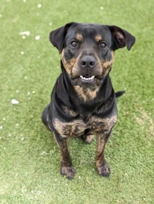 Introducing Ronnie the high-speed heartthrob of the Rottie Mix world At 5 years young Ronnie is a