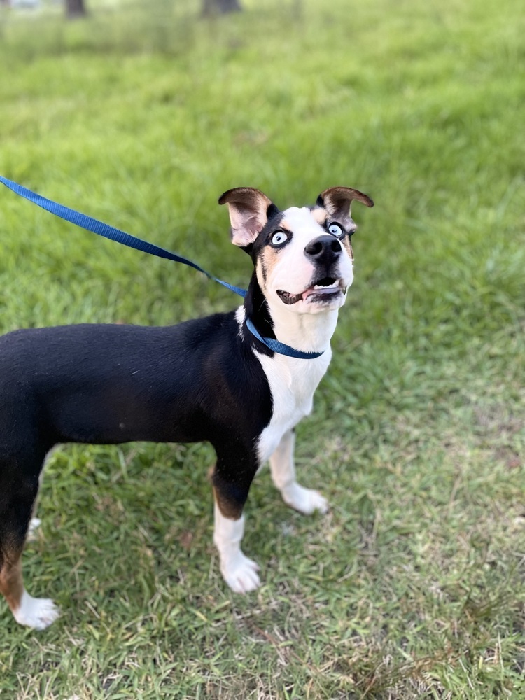 Kylo (BAC-A-1849), an adoptable Terrier, Husky in Halifax, NS, B3J 3A5 | Photo Image 1