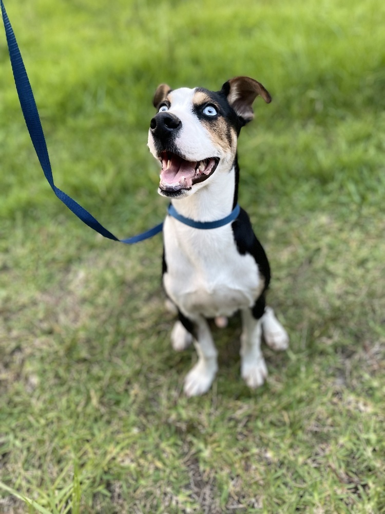 Kylo (BAC-A-1849), an adoptable Terrier, Husky in Halifax, NS, B3J 3A5 | Photo Image 6