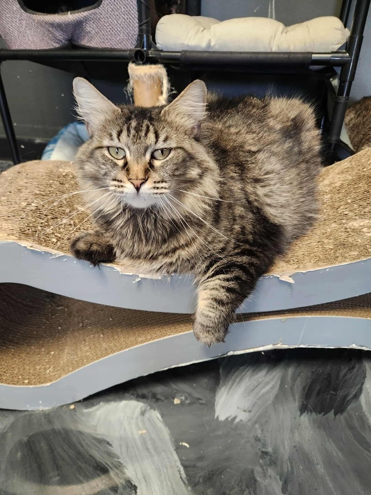 Mama Pheasant, an adoptable Domestic Medium Hair in Virginia Beach, VA, 23455 | Photo Image 1