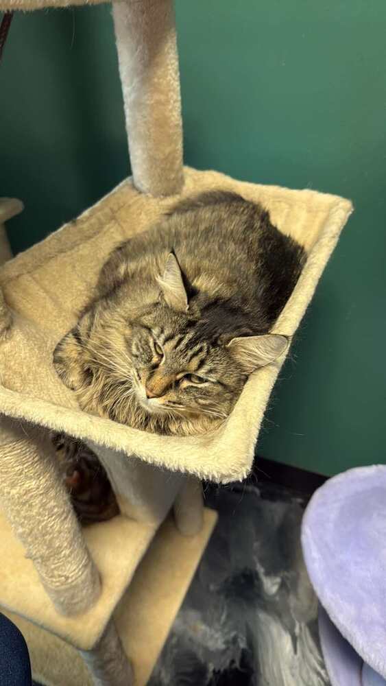 Mama Pheasant, an adoptable Domestic Medium Hair in Virginia Beach, VA, 23455 | Photo Image 2