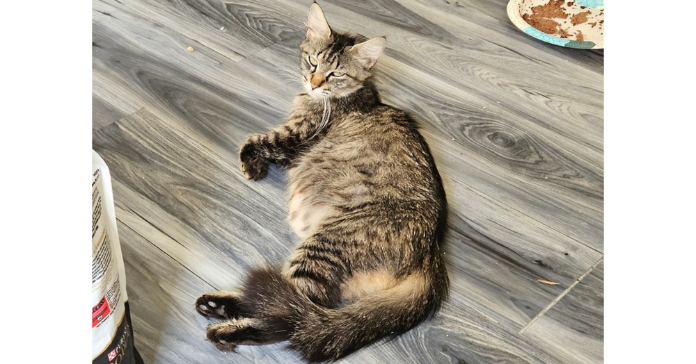 Mama Pheasant, an adoptable Domestic Medium Hair in Virginia Beach, VA, 23455 | Photo Image 3