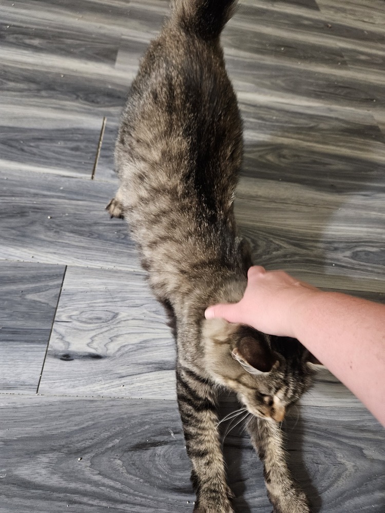 Mama Pheasant, an adoptable Domestic Medium Hair in Virginia Beach, VA, 23455 | Photo Image 4