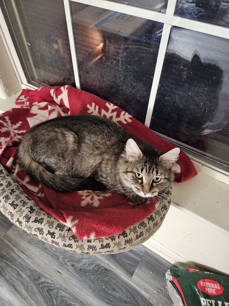 Mama Pheasant, an adoptable Domestic Medium Hair in Virginia Beach, VA, 23455 | Photo Image 5