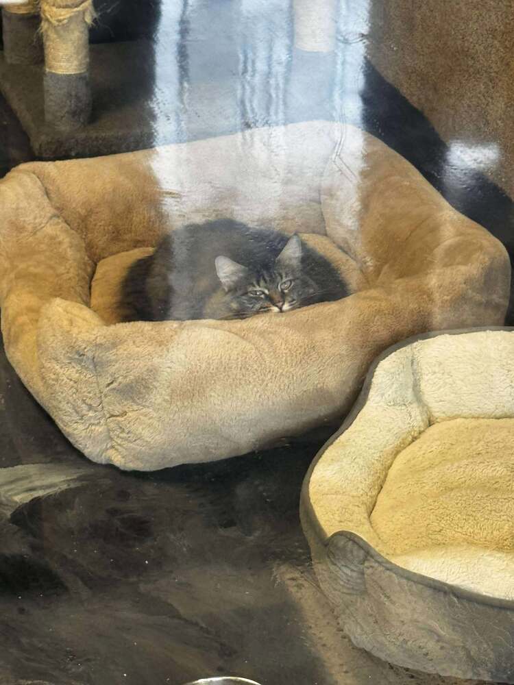 Mama Pheasant, an adoptable Domestic Medium Hair in Virginia Beach, VA, 23455 | Photo Image 6