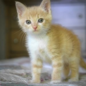 Cream Puff is a super sweet mellow and playful 8-week old male cream tabby lovebug Hes a gentle 