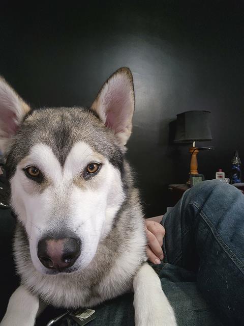 DIESEL, an adoptable Alaskan Malamute in Ogden, UT, 84404 | Photo Image 1