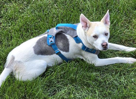 COLT, an adoptable Siberian Husky, Pit Bull Terrier in Ogden, UT, 84404 | Photo Image 1