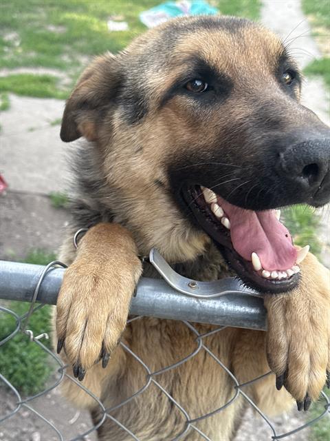 BOWIE, an adoptable German Shepherd Dog in Ogden, UT, 84404 | Photo Image 1