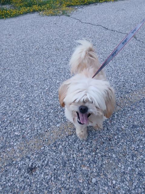 OSITO, an adoptable Shih Tzu in Ogden, UT, 84404 | Photo Image 1