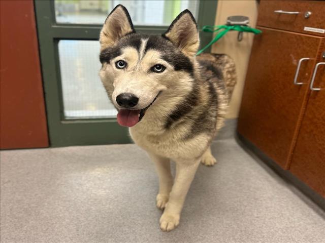 Dog For Adoption - Jenna, A Siberian Husky In Rancho Cucamonga, Ca 