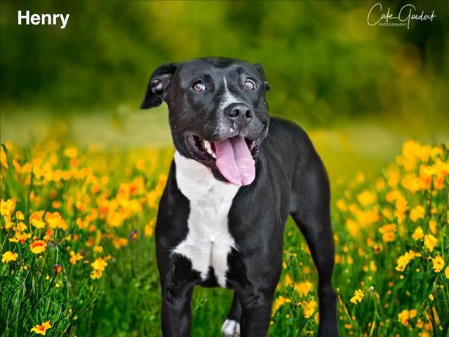 HENRY, an adoptable Mixed Breed in Santa Fe, NM, 87507 | Photo Image 1