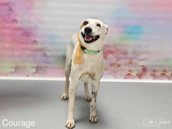 COURAGE, an adoptable Mixed Breed in Santa Fe, NM, 87507 | Photo Image 1