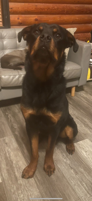 Harley/Referral, an adoptable Rottweiler in Laurel, MT, 59715 | Photo Image 1