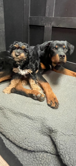 Harley/Referral, an adoptable Rottweiler in Laurel, MT, 59715 | Photo Image 2