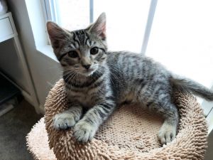 BONDED WITH DARLA Meet Spanky This curious tabby kitten has mastered the art of pouncing and love