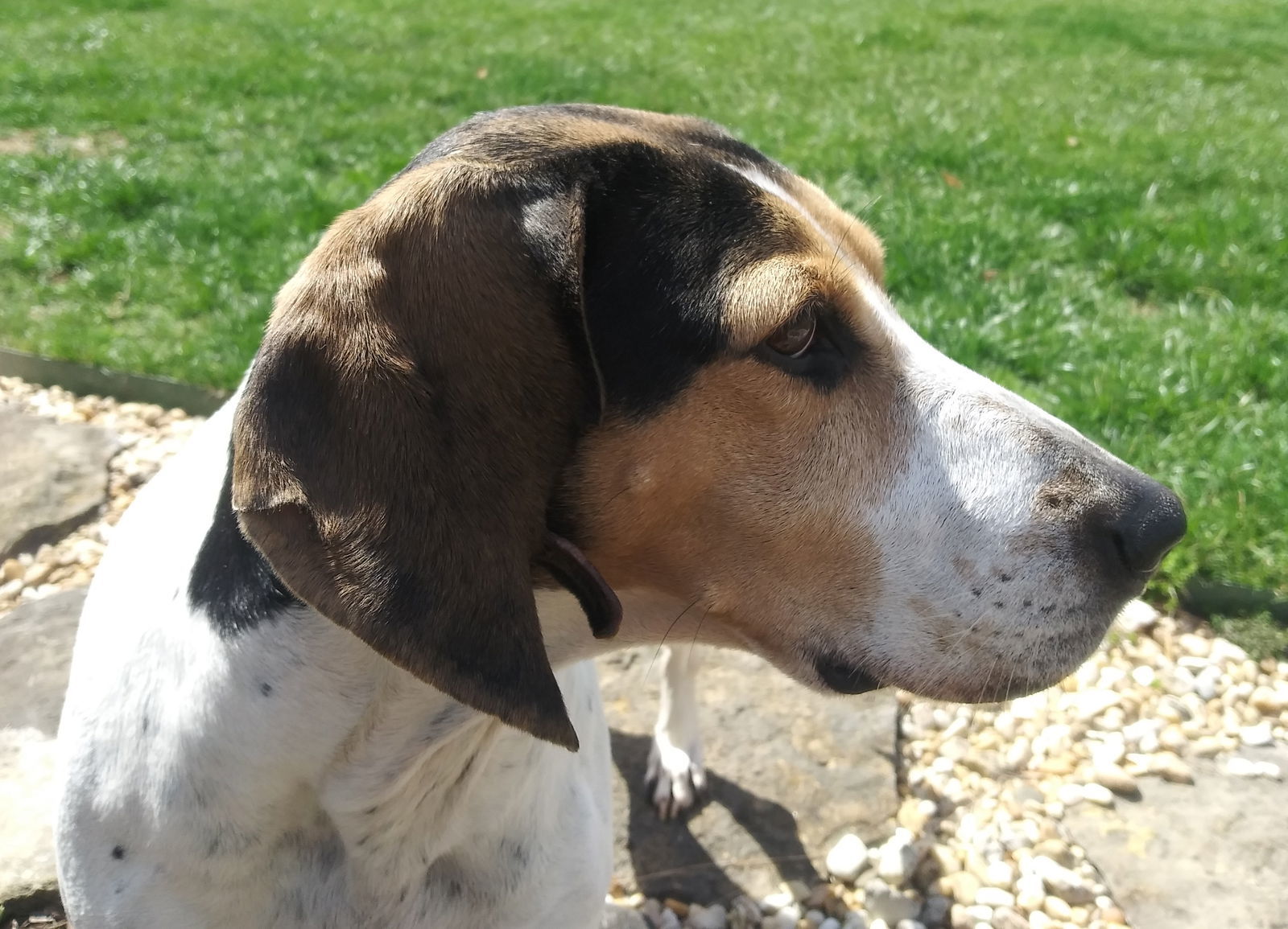 Bonnie