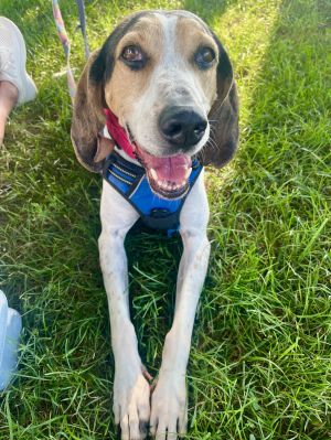 Bonnie, Adult Female Treeing Walker Coonhound