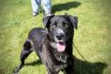 Rocky, an adoptable Labrador Retriever in Oskaloosa, IA, 52577 | Photo Image 1