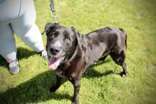 Rocky, an adoptable Labrador Retriever in Oskaloosa, IA, 52577 | Photo Image 2