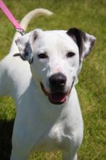 Tucker, an adoptable Mixed Breed in Oskaloosa, IA, 52577 | Photo Image 1