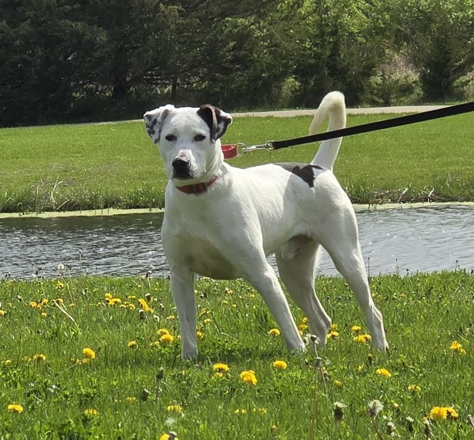 Tucker, an adoptable Mixed Breed in Oskaloosa, IA, 52577 | Photo Image 2