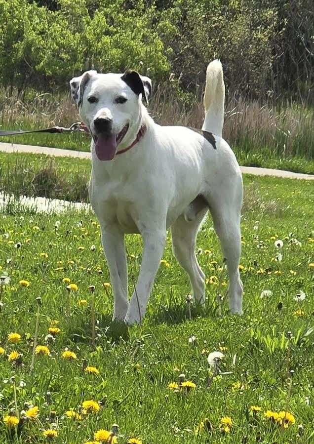 Tucker, an adoptable Mixed Breed in Oskaloosa, IA, 52577 | Photo Image 3