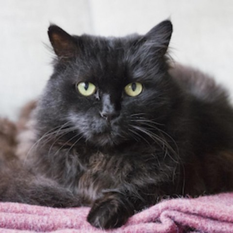 Olive, an adoptable Domestic Short Hair in Midland, TX, 79703 | Photo Image 1