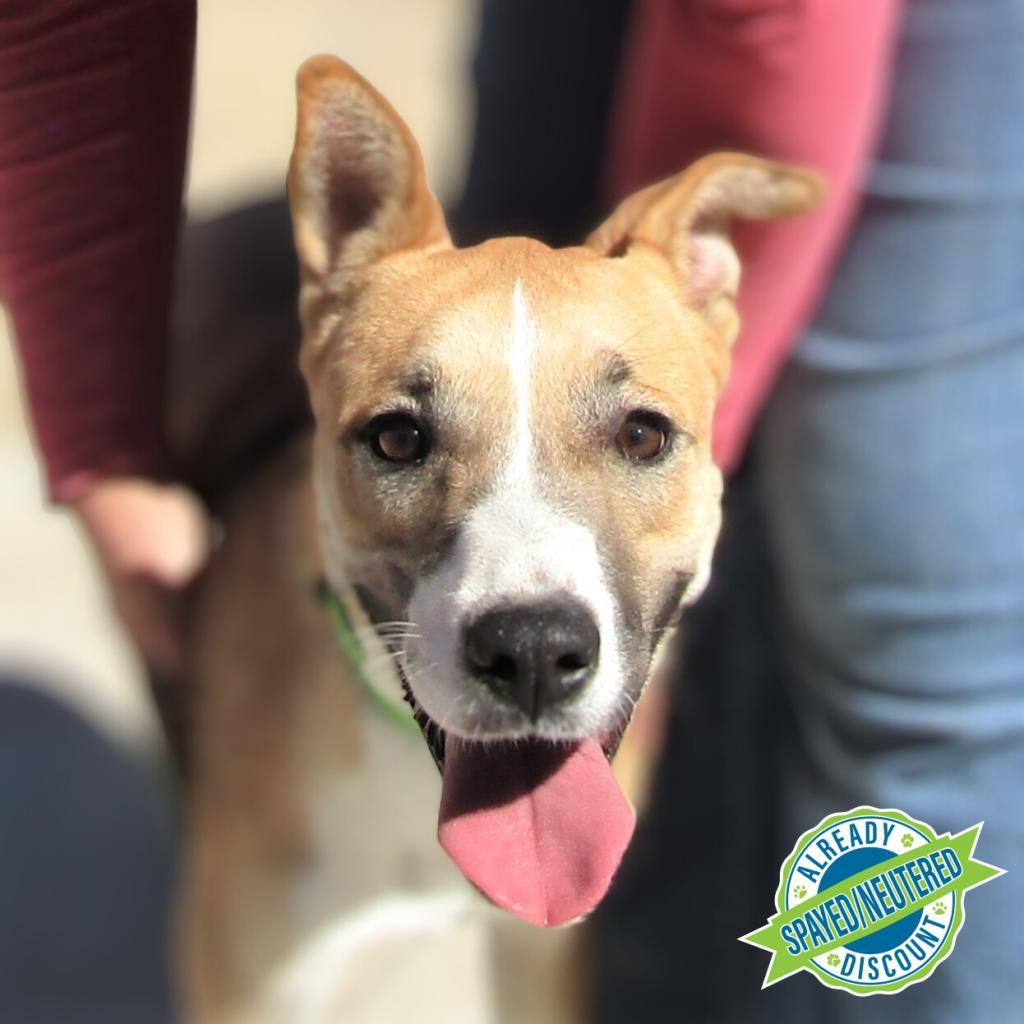 Luna, an adoptable Mixed Breed in Las Cruces, NM, 88012 | Photo Image 1