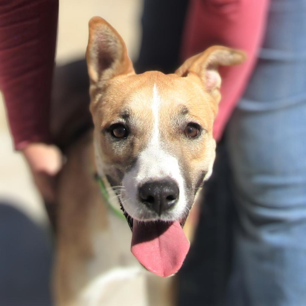 Luna, an adoptable Mixed Breed in Las Cruces, NM, 88012 | Photo Image 1