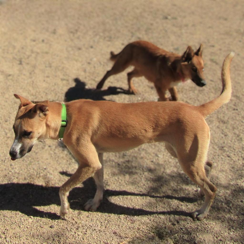 Luna, an adoptable Mixed Breed in Las Cruces, NM, 88012 | Photo Image 2