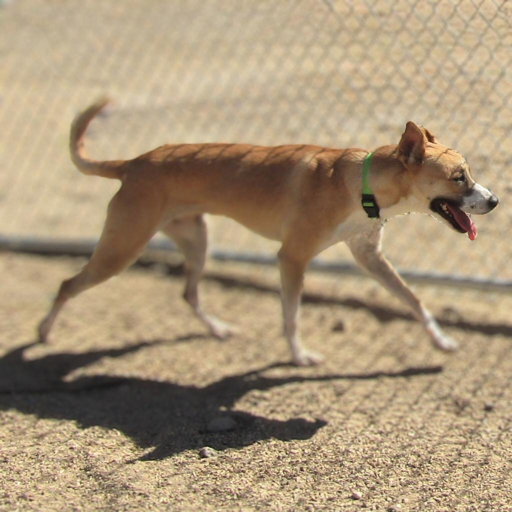 Luna, an adoptable Mixed Breed in Las Cruces, NM, 88012 | Photo Image 3