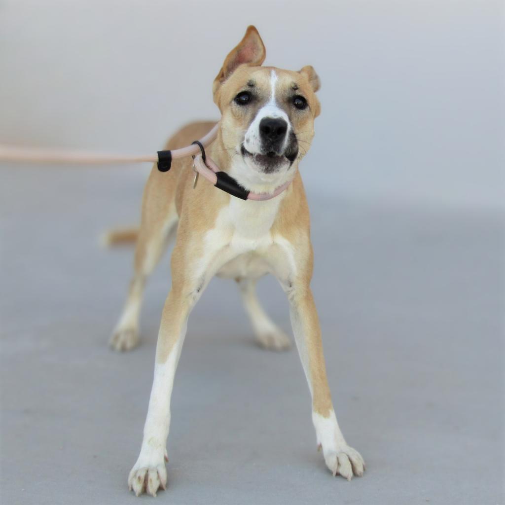 Luna, an adoptable Mixed Breed in Las Cruces, NM, 88012 | Photo Image 4