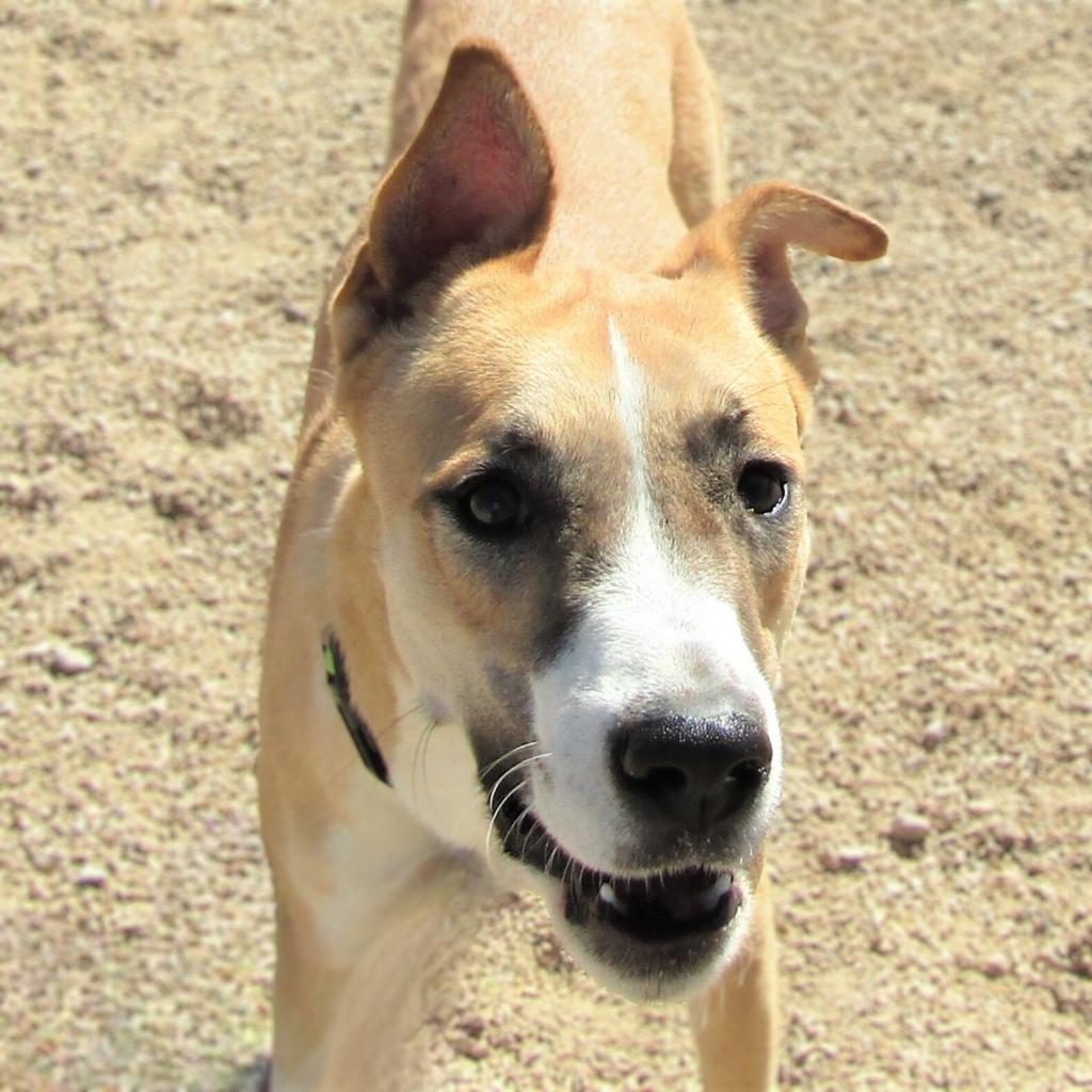 Luna, an adoptable Mixed Breed in Las Cruces, NM, 88012 | Photo Image 5