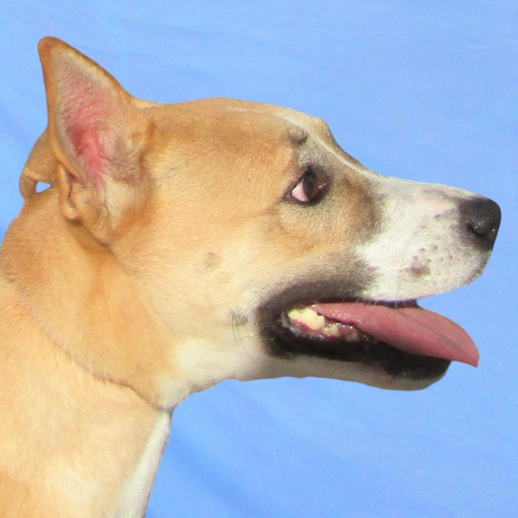 Luna, an adoptable Mixed Breed in Las Cruces, NM, 88012 | Photo Image 6