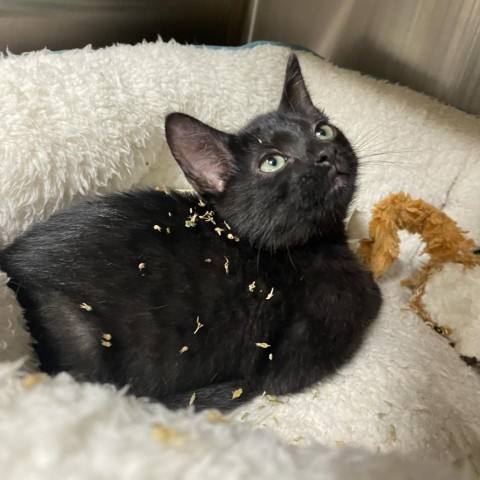 Alex, an adoptable Domestic Short Hair in Starkville, MS, 39760 | Photo Image 1