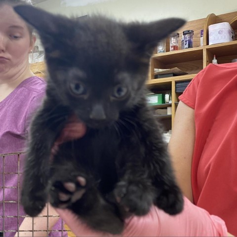 Alex, an adoptable Domestic Short Hair in Starkville, MS, 39760 | Photo Image 2