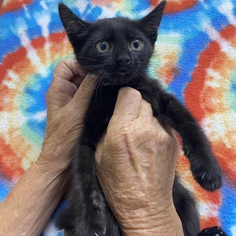 Alex, an adoptable Domestic Short Hair in Starkville, MS, 39760 | Photo Image 3