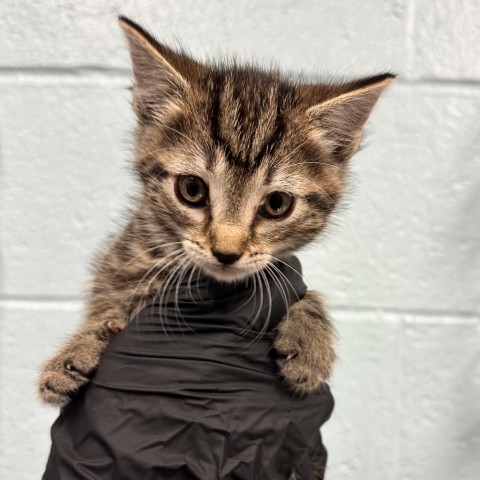 Peyton, an adoptable Domestic Short Hair in Abilene, TX, 79602 | Photo Image 1