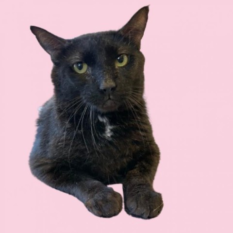 Mac Daddy, an adoptable Domestic Short Hair in Tuscaloosa, AL, 35401 | Photo Image 1