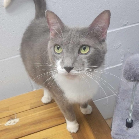 Belly Bob, an adoptable Domestic Short Hair in Tuscaloosa, AL, 35401 | Photo Image 1