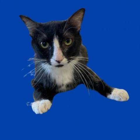 Pickle, an adoptable Domestic Short Hair in Tuscaloosa, AL, 35401 | Photo Image 1