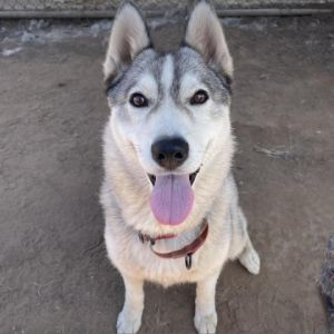 Hi there My name is Bunny and Im at the Santa Barbara Campus Im a 2 year old female Husky