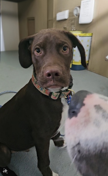 Dog for adoption - hooch, a Labrador Retriever & German Shorthaired ...