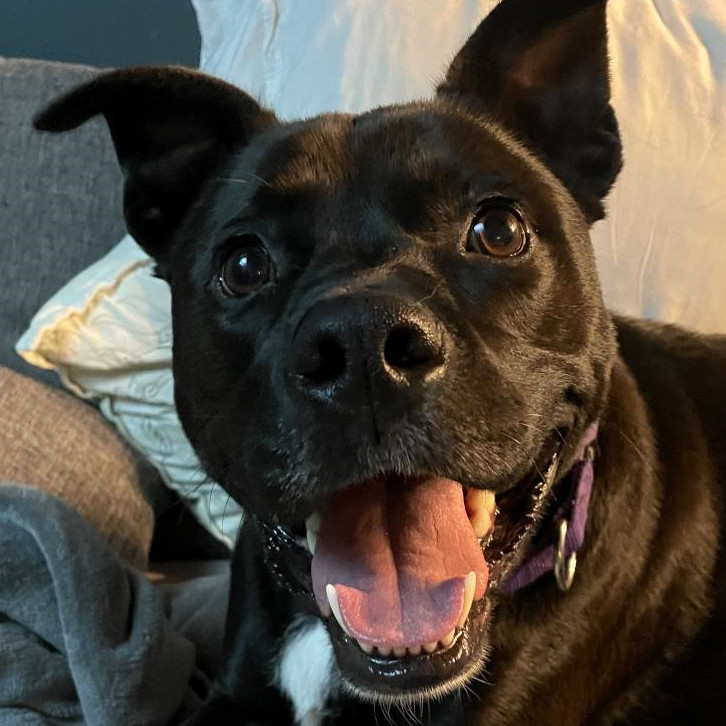 Diamond, an adoptable Pit Bull Terrier, Labrador Retriever in Shawnee, KS, 66214 | Photo Image 1