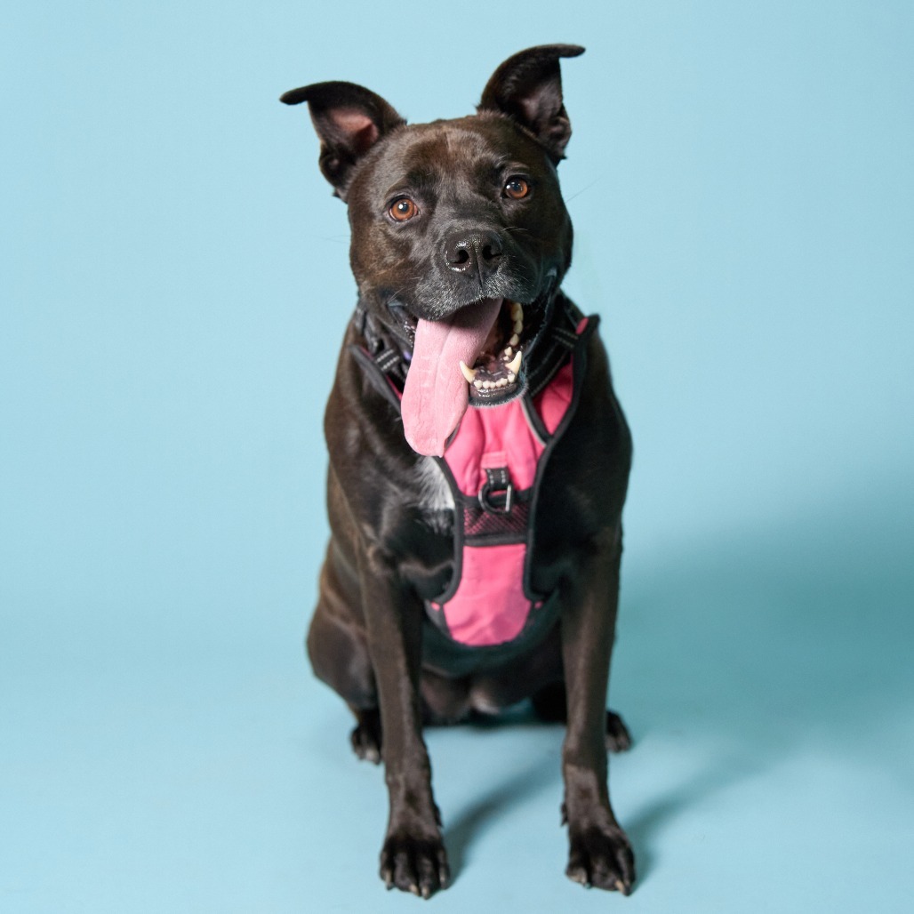 Diamond, an adoptable Pit Bull Terrier, Labrador Retriever in Shawnee, KS, 66214 | Photo Image 1