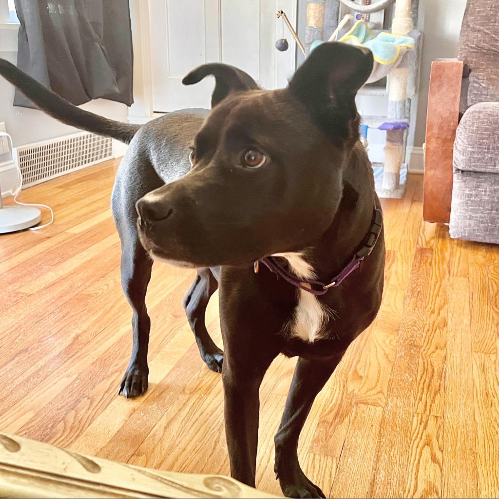 Diamond, an adoptable Pit Bull Terrier, Labrador Retriever in Shawnee, KS, 66214 | Photo Image 2