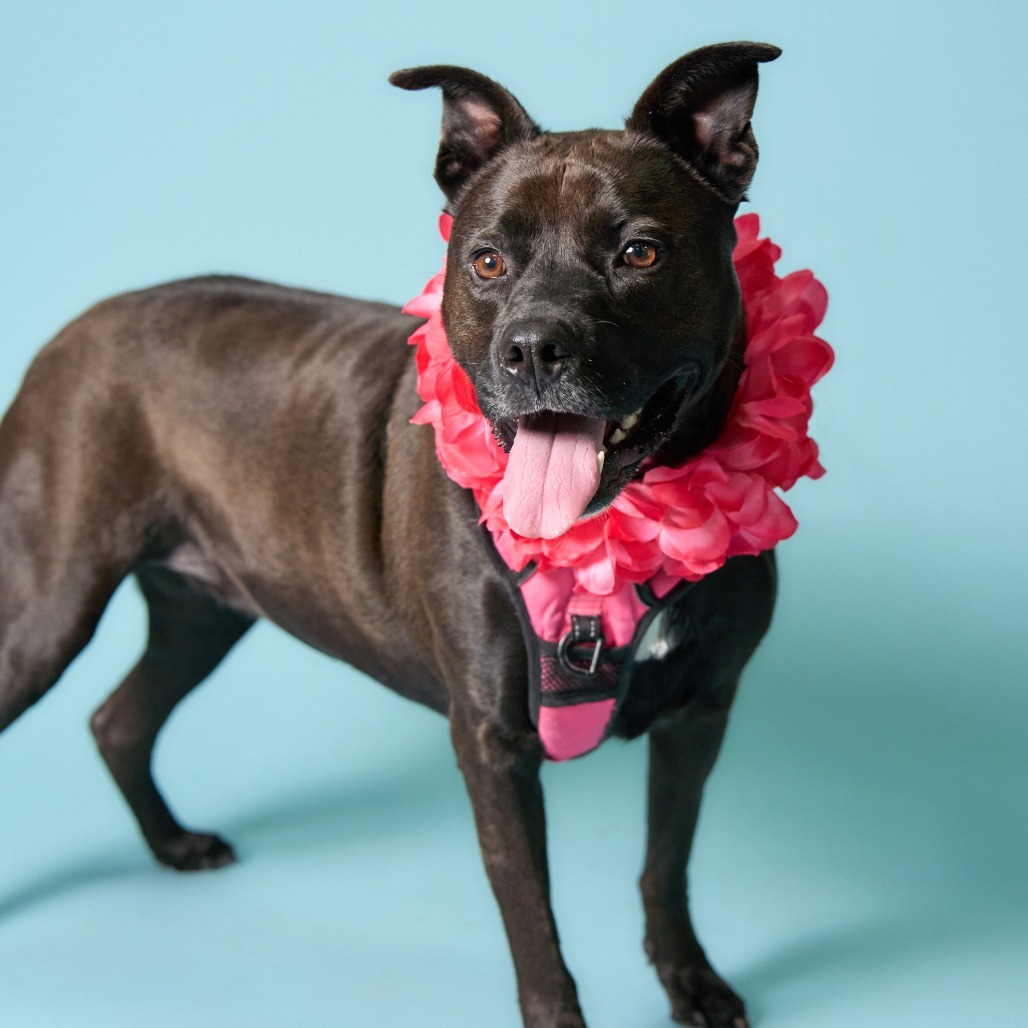 Diamond, an adoptable Pit Bull Terrier, Labrador Retriever in Shawnee, KS, 66214 | Photo Image 2
